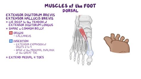 Dorsal Aspect Of Foot