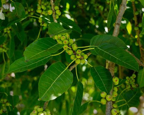 Ficus Pilkhan Virens One Year Old Sapling Plant – GreenParadiseLive