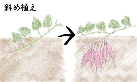 Image result for Script Example Intro