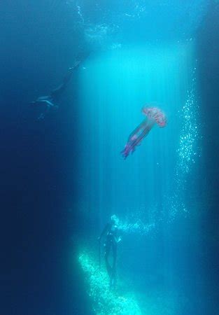 Freediving school - Apneists UK - Manchester | Tripadvisor