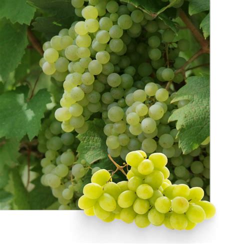 Miravis ® Duo | Syngenta