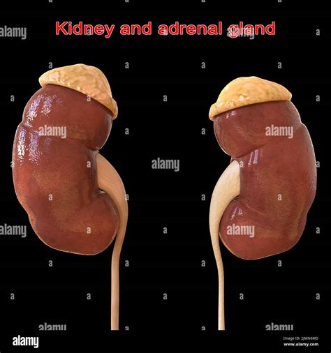 Human kidney Anatomy For Medical Concept 3D Illustration Stock Photo - Alamy