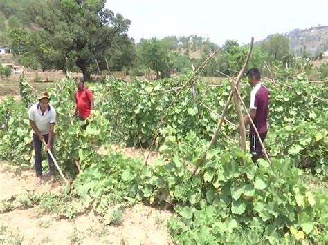 Villagers in the Darhal region resume farming after cessation of ...