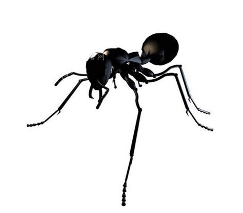 蚂蚁 3D模型 免费下载 - 3DCOOL 3D酷站