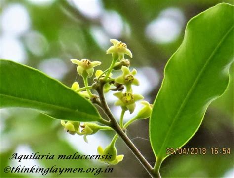 Medicinal Plant Details