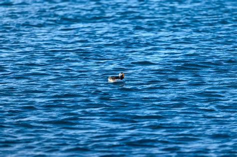 Fine Art America Review | Pros and Cons