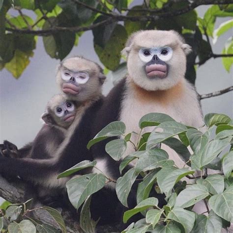 Vietnam Endangered Langur Monkeys - Why They Need Our Help Now - Horizon Dwellers