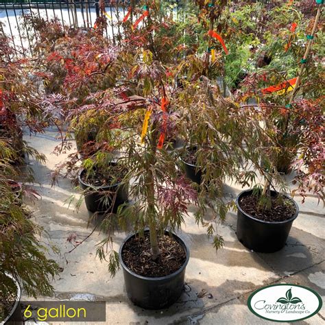 MAPLE jap. crimson queen - Covingtons