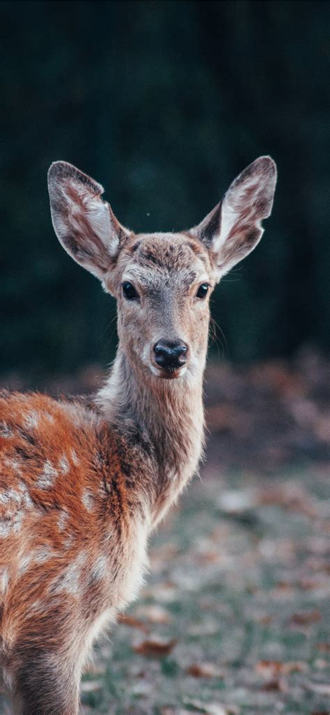 Bambi Eyes - 1125x2436 Wallpaper - teahub.io