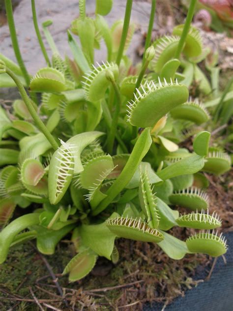 Brilliant Strategies Of Tips About How To Take Care Of A Venus Fly Trap ...