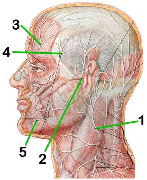 анатомия_экзамен_лечебный рисунки