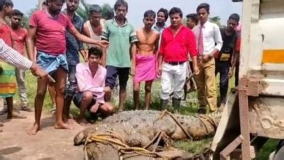 Panic in Ratanpur: 20-foot Crocodile rescued from field, released into ...