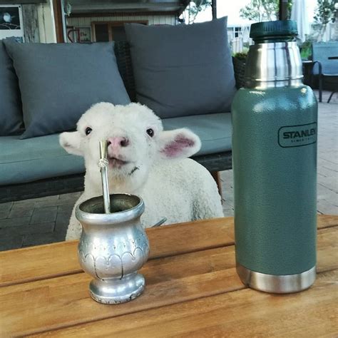 BRAIDWOOD FARM STAY & CAFE (2024) All You Need to Know BEFORE You Go ...