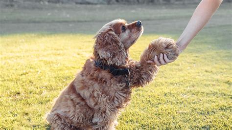 Payment Options For Vet Care | Northridge Vet Clinic & Rehab