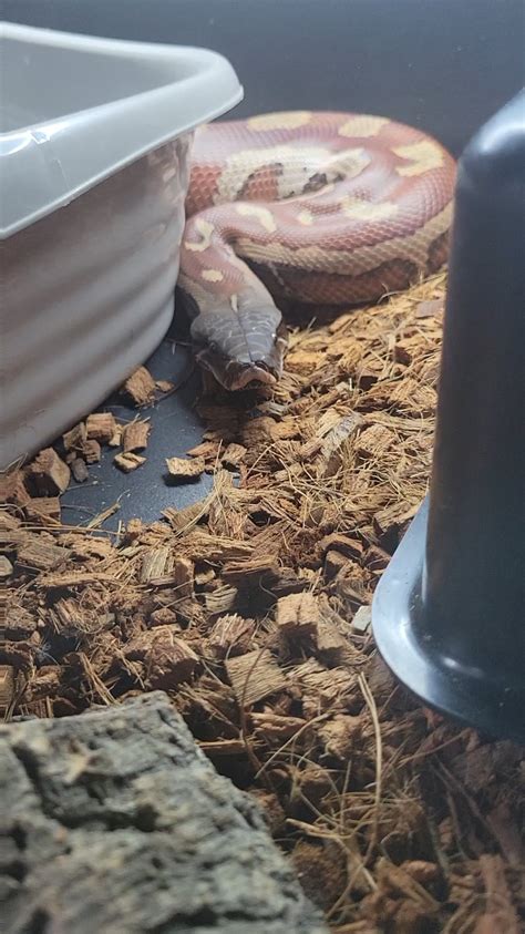 Image result for Python Poop Cleaning