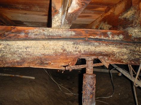 Mold On Floor Joists In Basement – Flooring Ideas