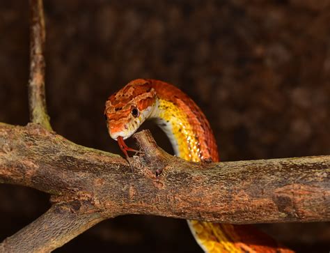Blizzard Bloodred Corn Snake