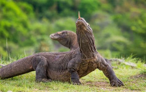 How To Treat A Komodo Dragon Bite - Animals Around The Globe