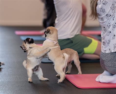 Galerija - Puppy Yoga