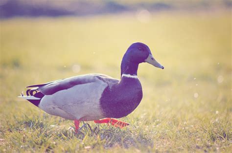 Free Images : animal, duck, water bird, ducks, geese and swans, beak, waterfowl, mallard ...