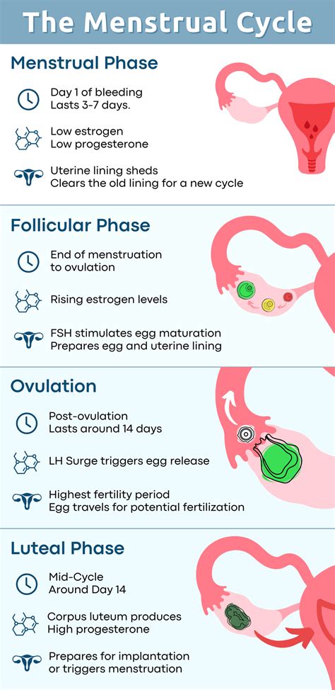 What Does Luteal Phase Mean