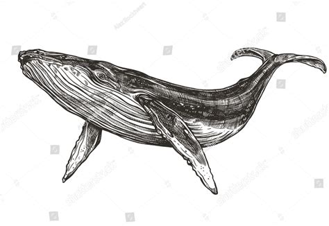 Pin by Sophie Ddg on Black line sea stuff | Whale sketch, Whale illustration, Whale tattoos