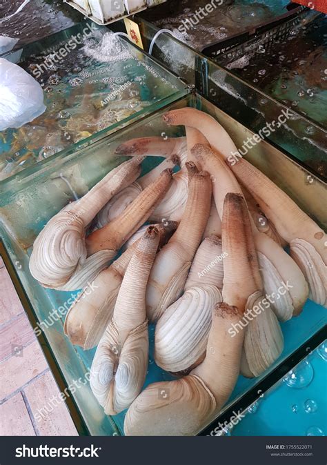 Geoduck Gooey Duck