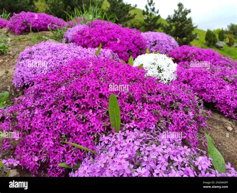 Phlox subulata, the creeping phlox (aka moss phlox, moss pink or ...
