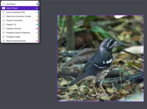 Image Classification Tutorial 的图像结果