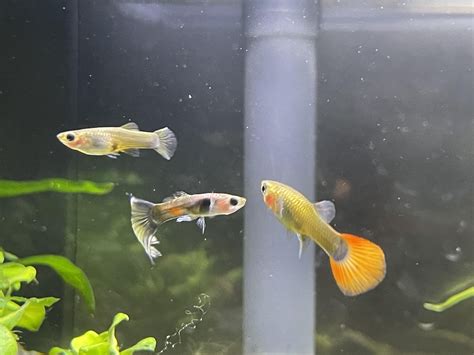 Does anyone know the sex of these 3 guppies? : r/Fish