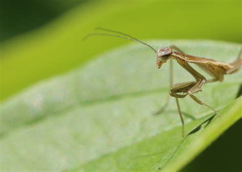 Praying Mantis Nymphs - Leslie Abram Photography