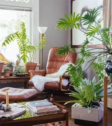 客厅最旺宅的大型植物，室内可以养哪些大型的盆栽绿植