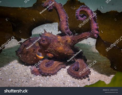Common Octopus Camouflage