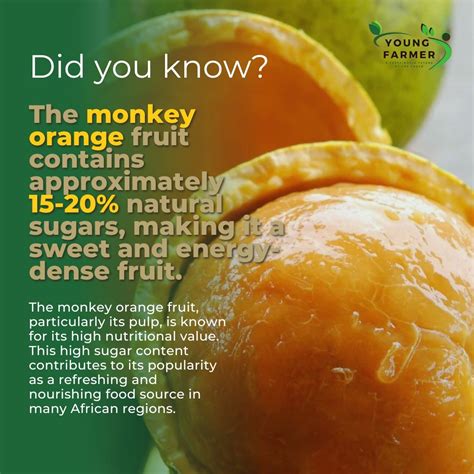 Monkey orange: a fruit rich in vitamins and minerals | Young Farmer ...