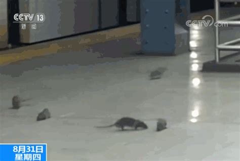 地铁上惊现大老鼠！男乘客一脚下去……哈哈哈哈牛！