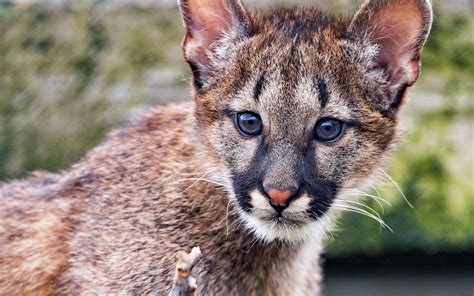 Download wallpaper 2560x1600 cougar, cub, cute, look widescreen 16:10 ...