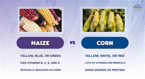 Benefits Of Maize Corn