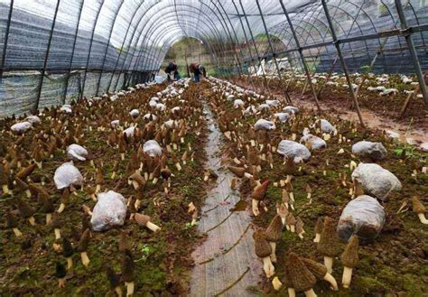 农源祥桑黄菌种植产业带您种出好“钱”途-搜狐大视野-搜狐新闻