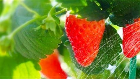 种植草莓：冬季草莓的种植技术大全，掌握这几点不愁不结果 - 每日头条