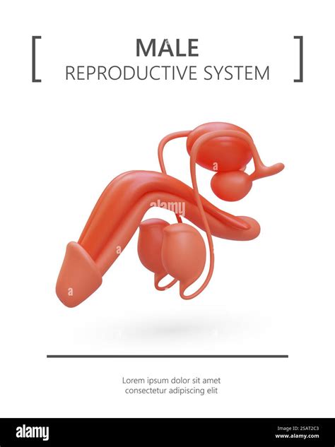Illustration réaliste du système reproducteur masculin. Structure de l ...