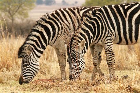 Free Images : nature, grass, game, adventure, animal, wildlife, africa ...