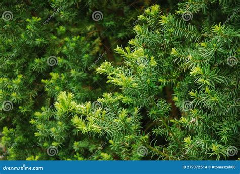 Taxus Baccata, Known As English Yew, Common Yew or European Yew ...