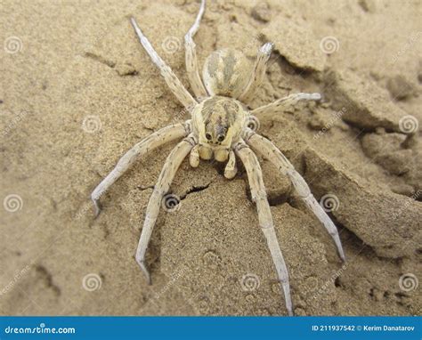 Desert Spider, Environmental Services Wolf Spiders Stock Photo - Image of animal, wolf: 211937542