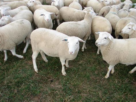 Dorper Sheep