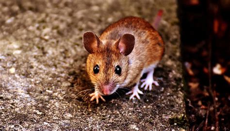Identify the Presence of Rats in Attic -Safe Pro Pest Control