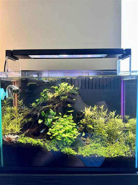 10 gallon online long tank
