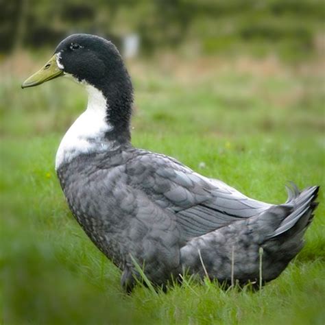 Blue Swedish Ducklings - Valley Hatchery