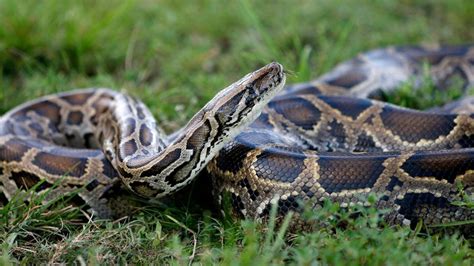 Image result for Python for Data Science Freecodecamp