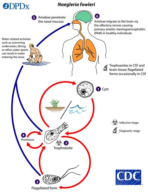 Reproduction Of Naegleria Fowleri
