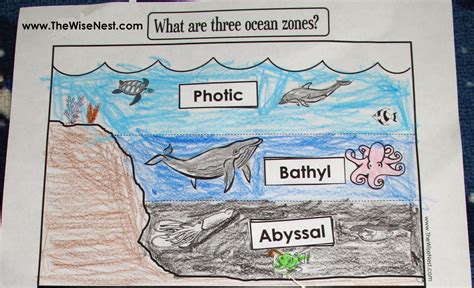 Ocean Zones Diagram For Kids